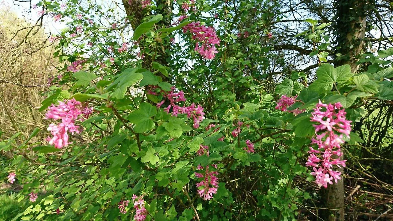 Ar Merglet - Grande Longere Authentique En Broceliande Maxent France